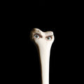 Juana Molina | Halo | CD