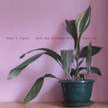 Staples, Stuart A | Lucky Dog Recordings 03 - 04 | CD