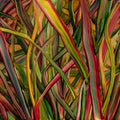 Gengahr | Where Wildness Grows | CD