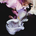 Simian Mobile Disco | Murmurations | CD