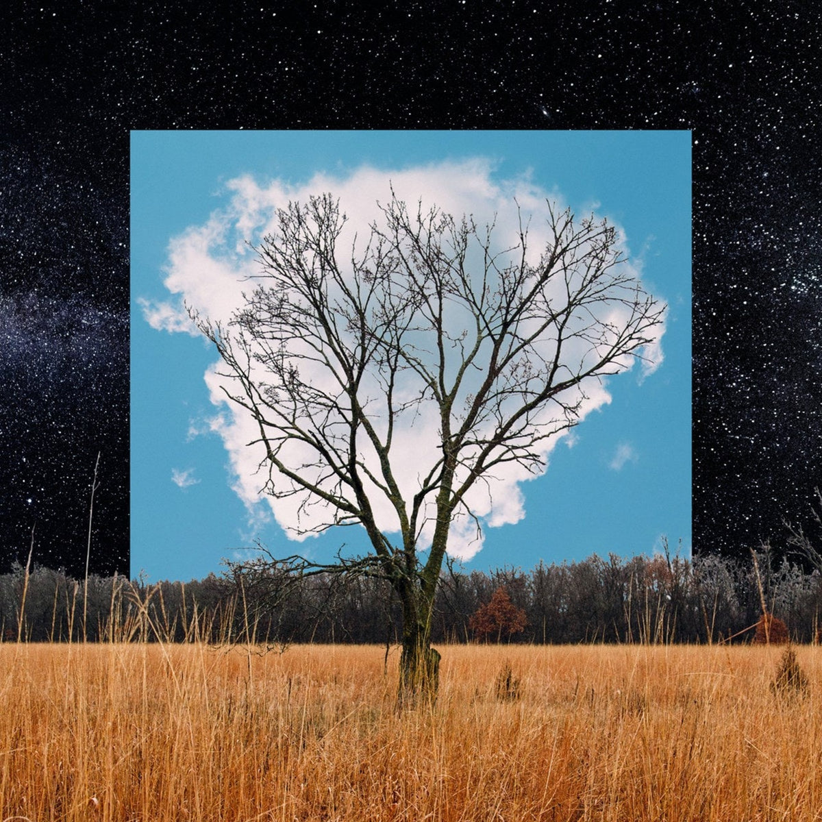 Fink | Bloom Innocent (Book Edition) | CD