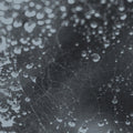 FUJIIIIIIIIIIIITA | Noiseem | 1LP