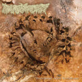 Pharmacist | Vertebrae After Vertebrae (Lucky Dip) | LP