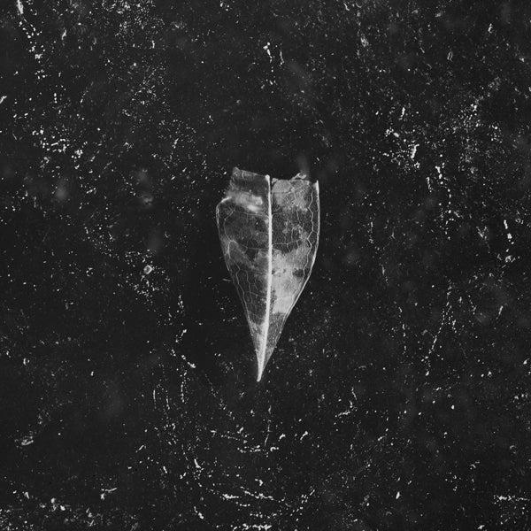 Bees Made Honey In The Vein Tree | Aion | CD