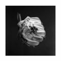 A Swarm Of The Sun | An Empire | CD