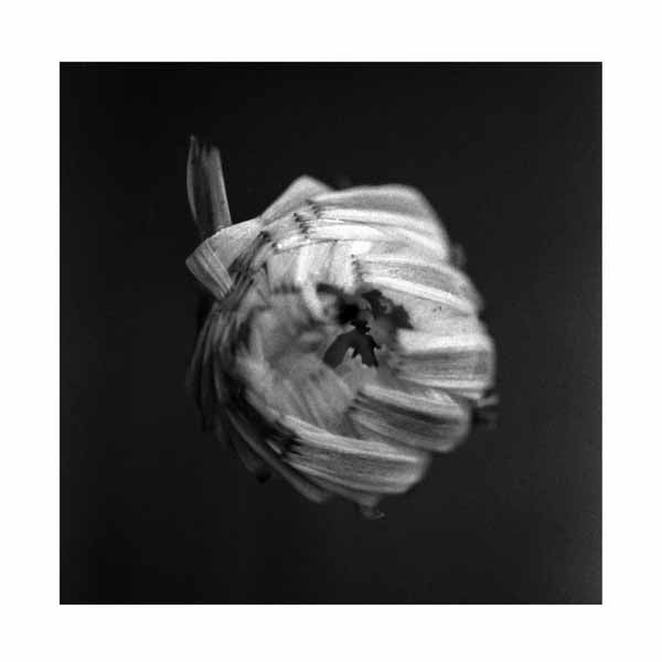 A Swarm Of The Sun | An Empire | CD