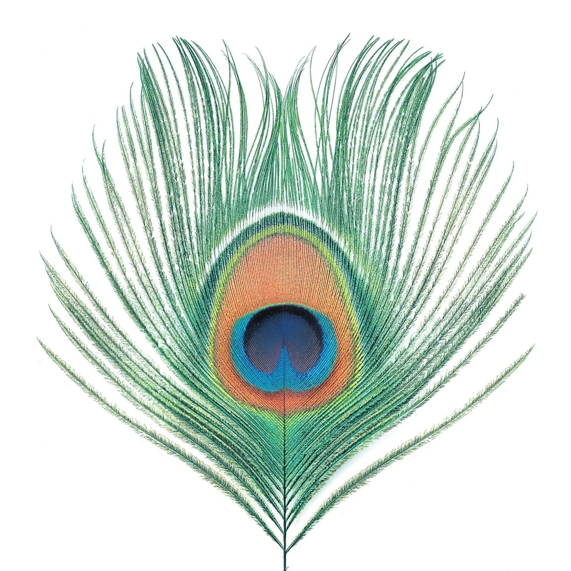 XTC cover artwork