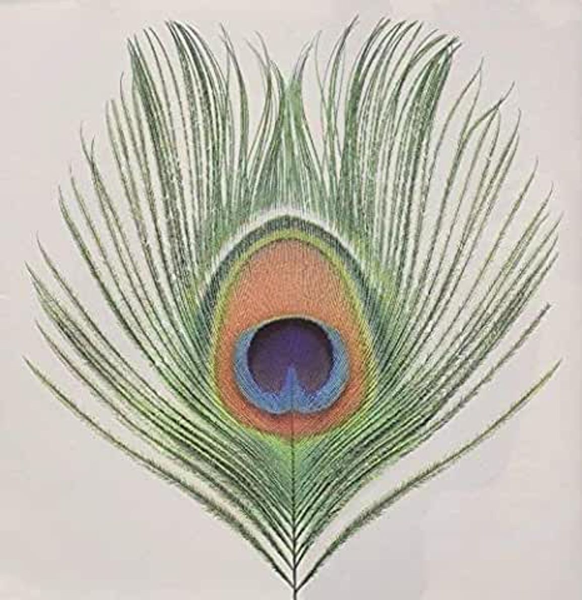 XTC cover artwork