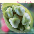 Fiona Apple | Extraordinary Machine | 2LP